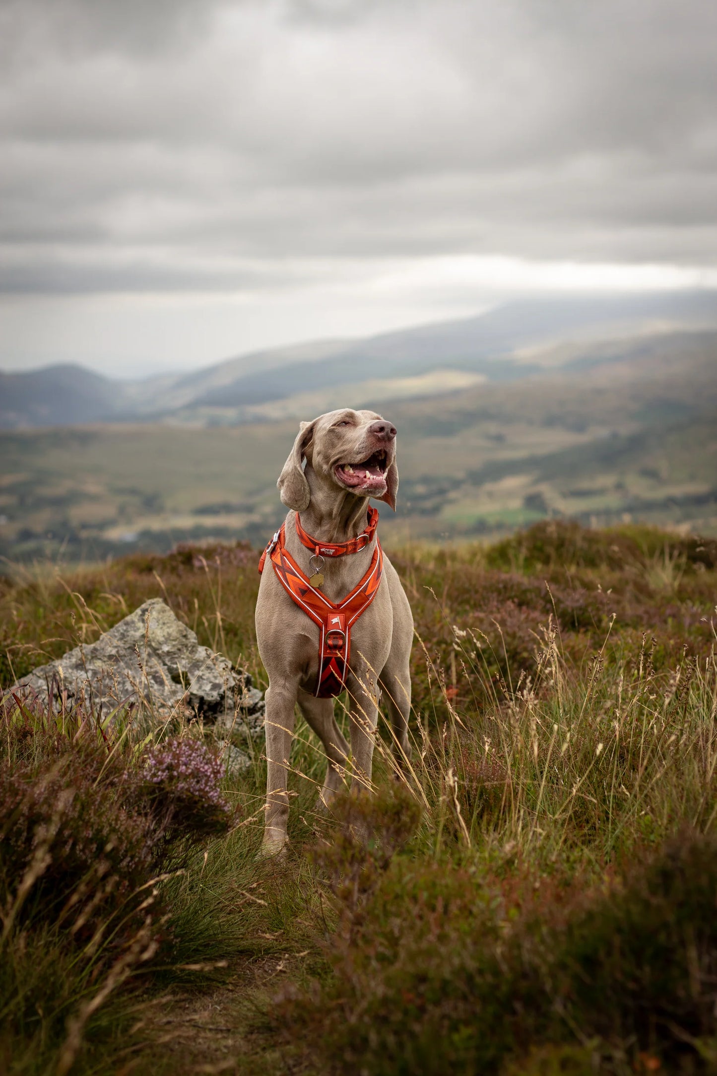 Twiggy Tags Apex® Harness