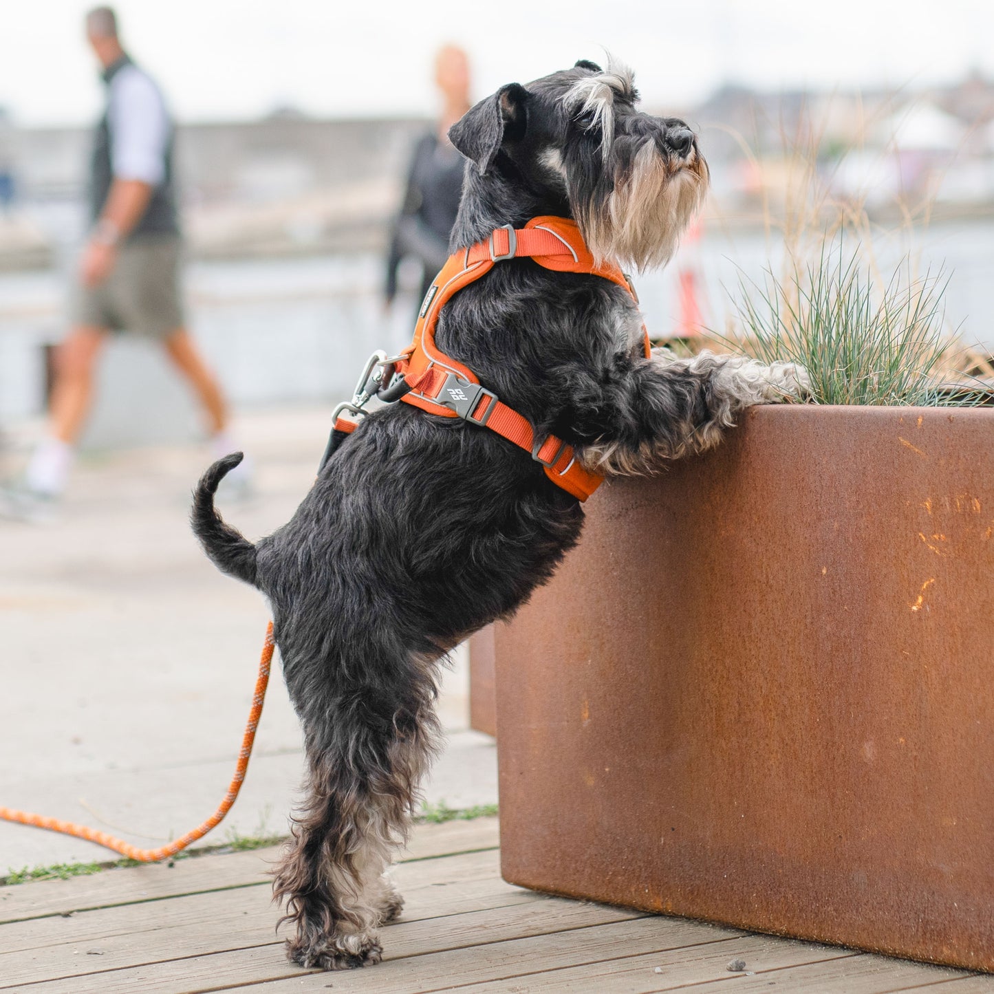 Dog Copenhagen Comfort Walk Pro Harness