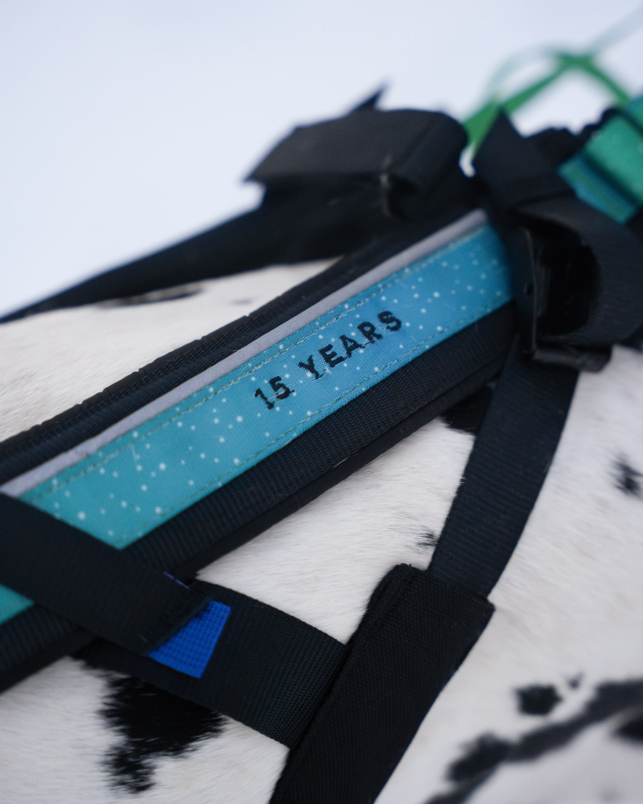 Freemotion harness 5.0 15th anniversary