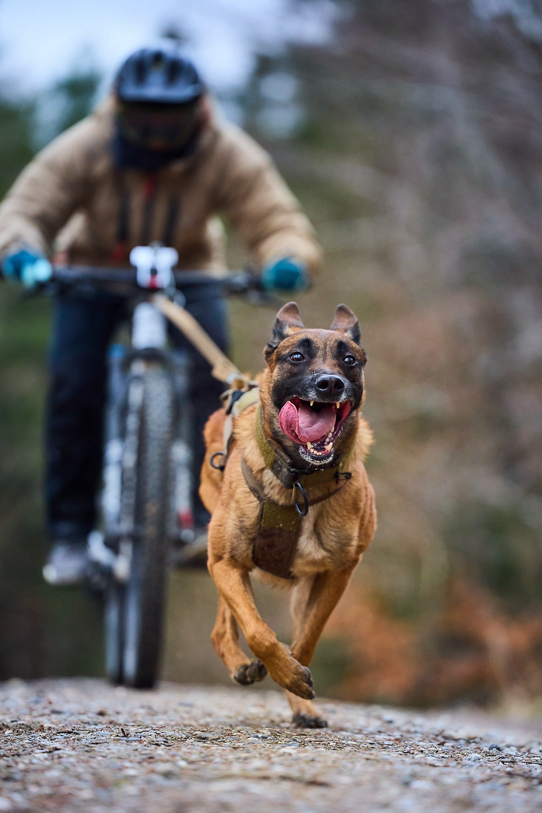 Pulling Attachment - Working Dog