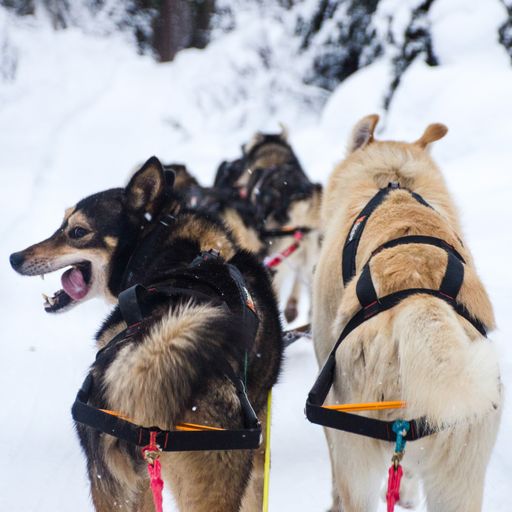 Nansen stick harness-Outlet