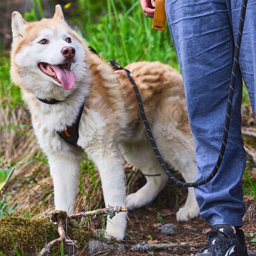 Rock Adjustable Leash