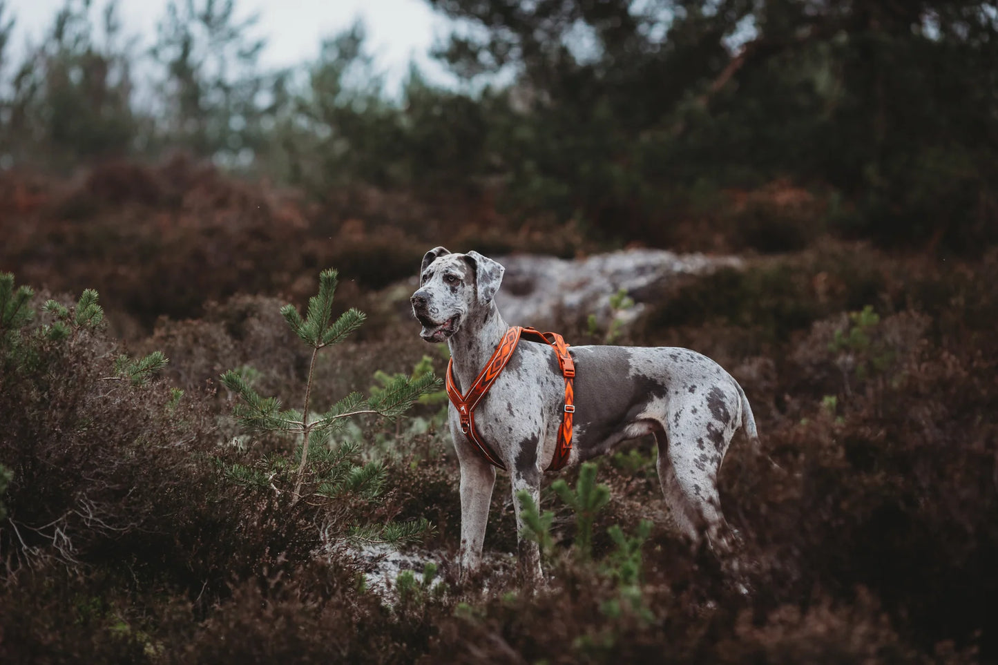 Twiggy Tags Apex® Harness
