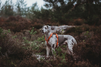 Twiggy Tags Apex® Harness