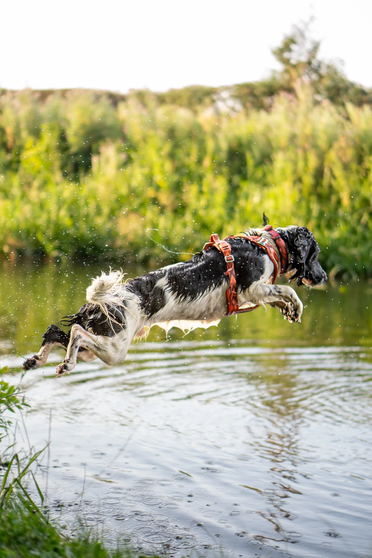 Twiggy Tags Apex® Harness