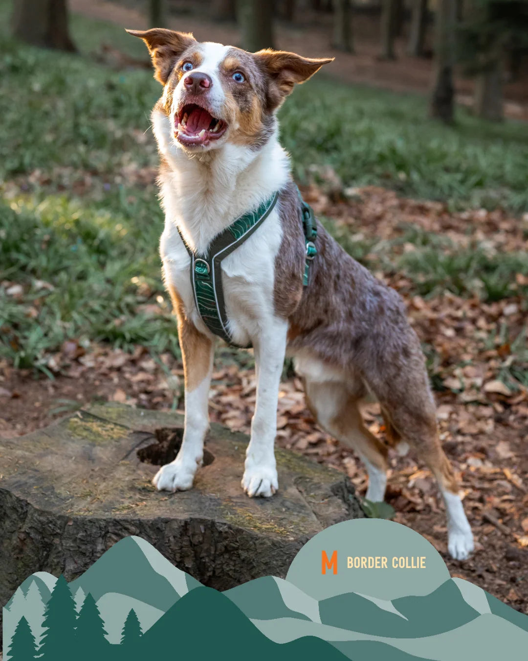 Twiggy Tags Apex® Harness