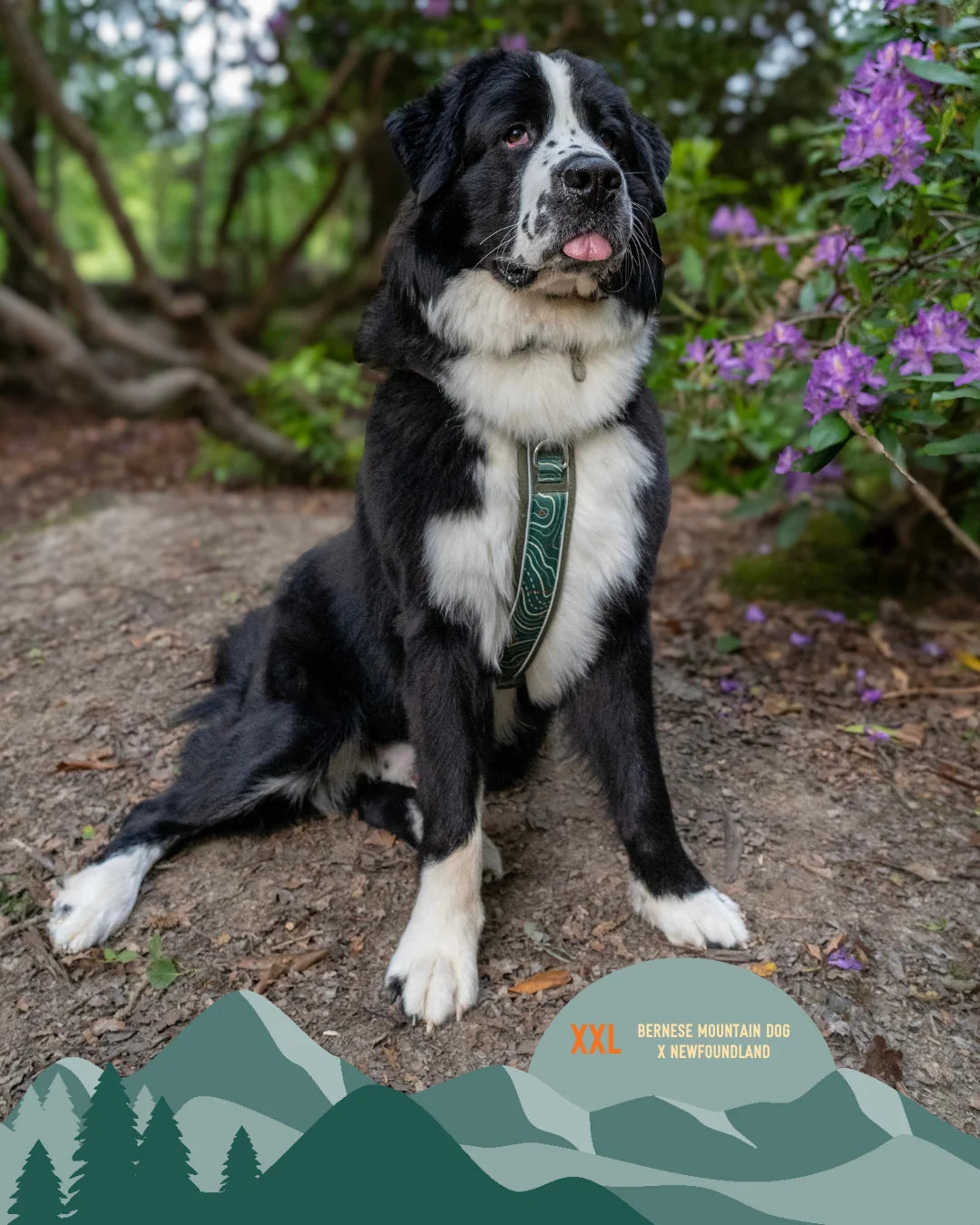 Twiggy Tags Apex® Harness