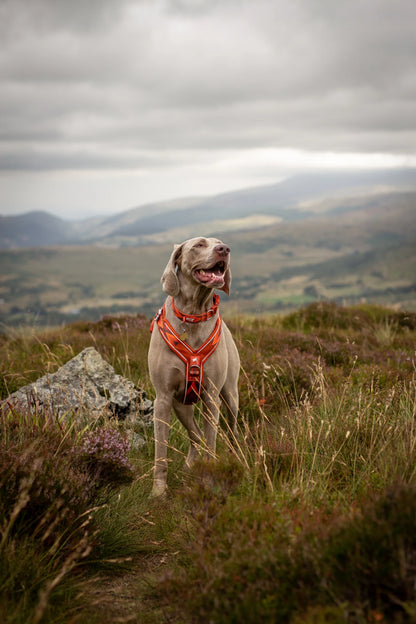 Twiggy Tags Apex® Harness