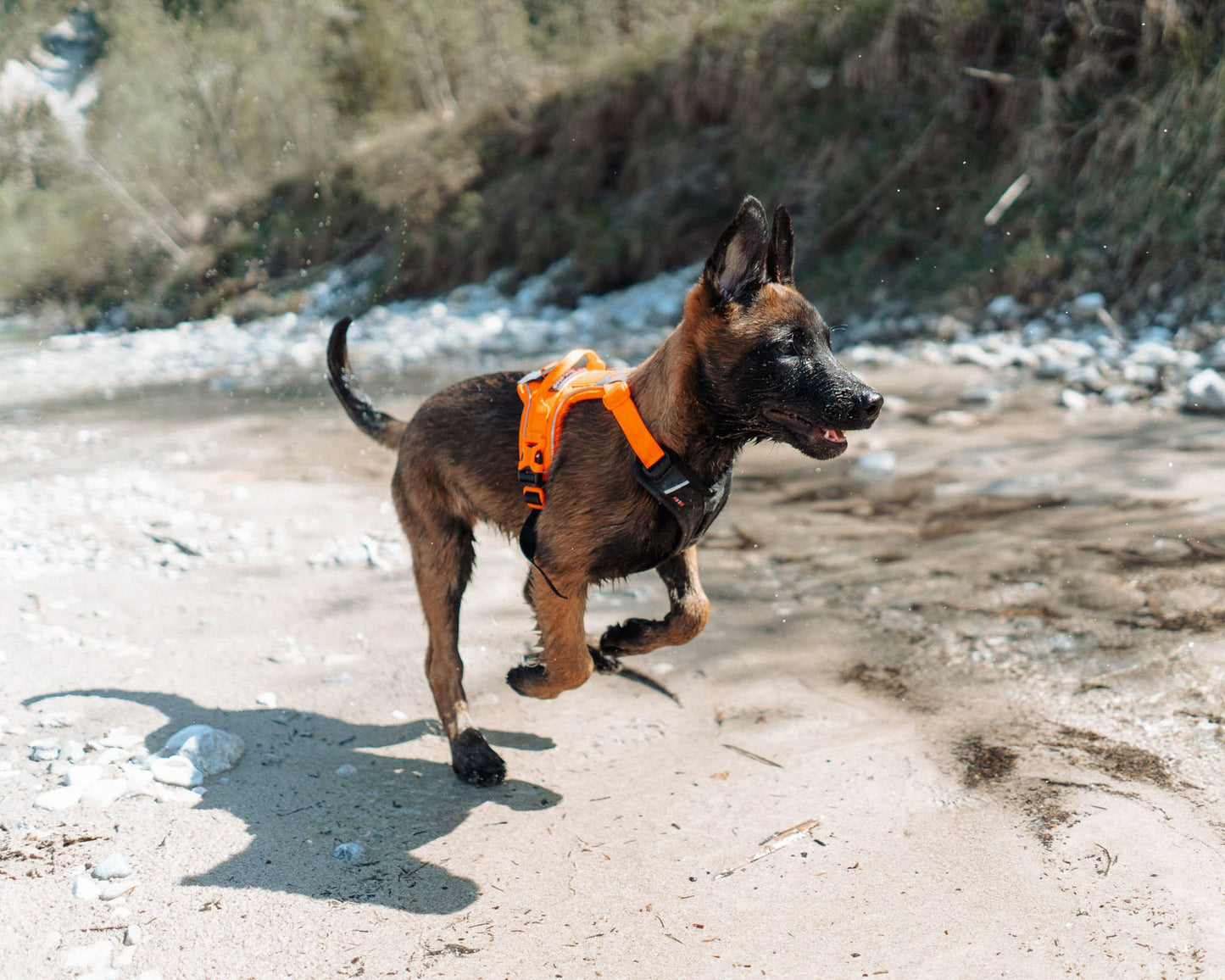 Ramble Harness