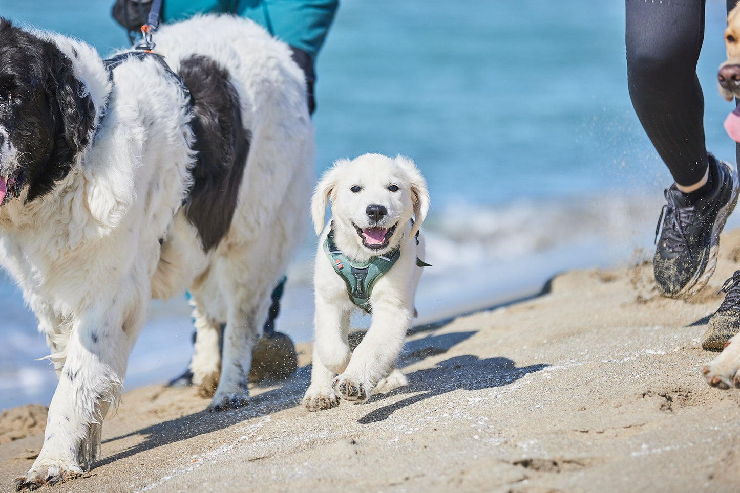 Ramble Harness