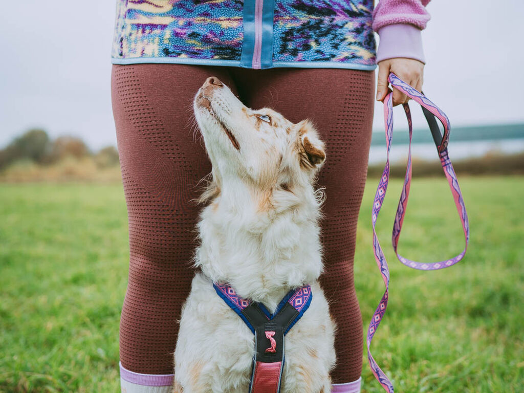 Trail Quest Leash(Rachel Pohl edition)