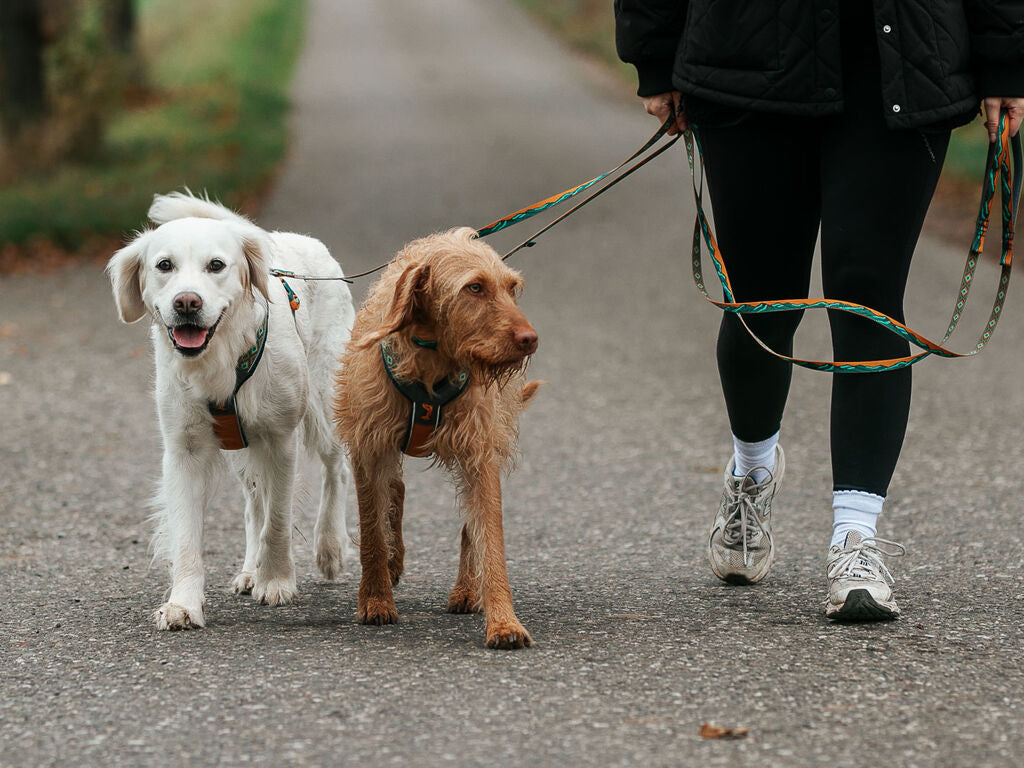 Trail Quest Leash(Rachel Pohl edition)